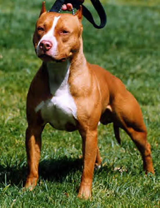 red nose pit